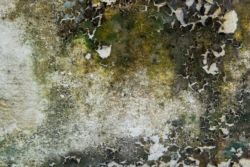 Close-up of Dry moss on White cement crack wall and peeled paint caused by water and sunlight. Peel wall of White house paint. Close-up of Dry moss on White royalty free stock photos